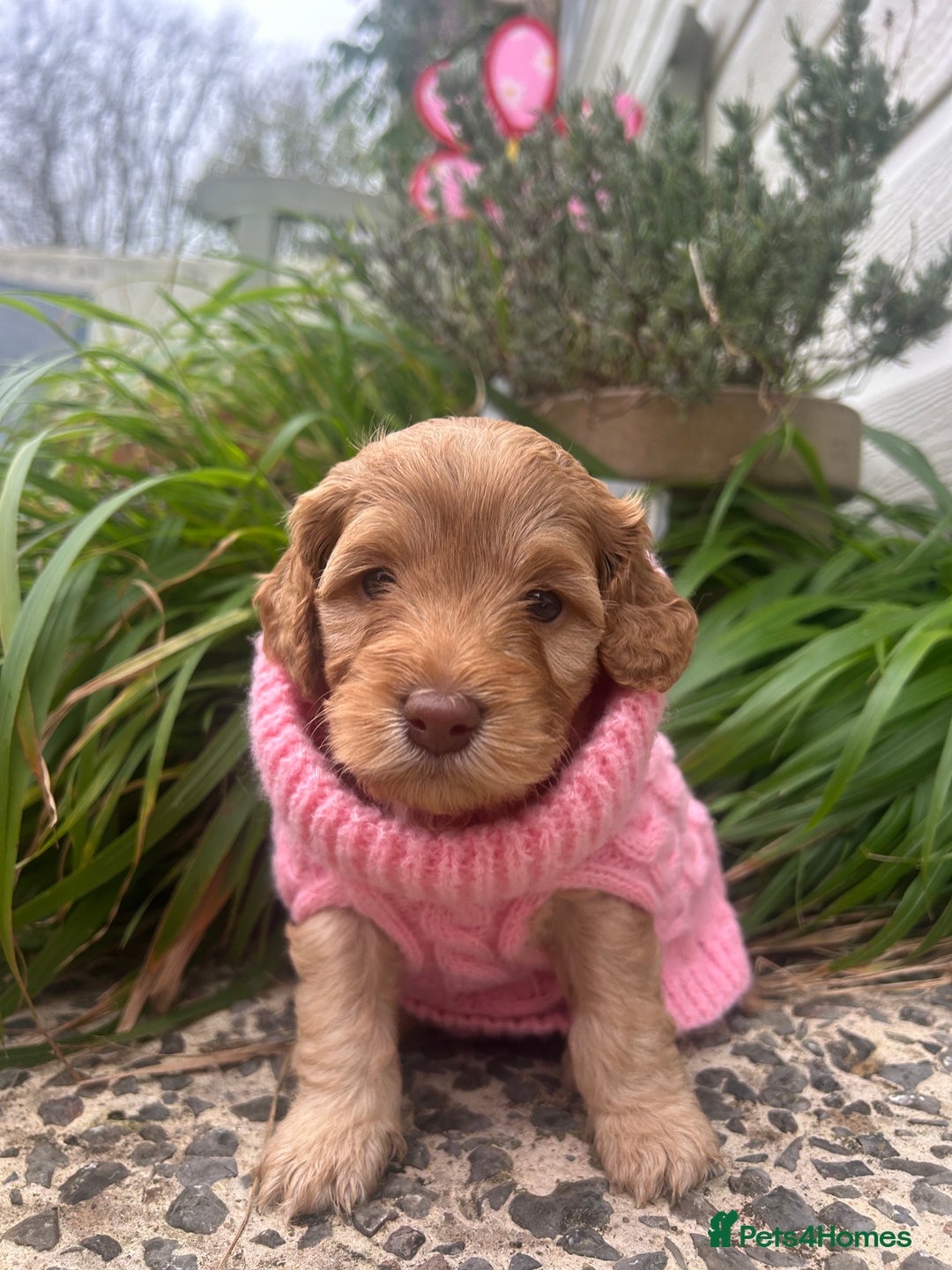 Cockapoo dogs for sale: 5 Stunning Cockapoo girls 💖 - Advert 1