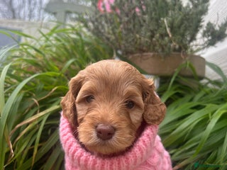 Cockapoo dogs 5 Stunning Cockapoo girls 💖 - Advert 1