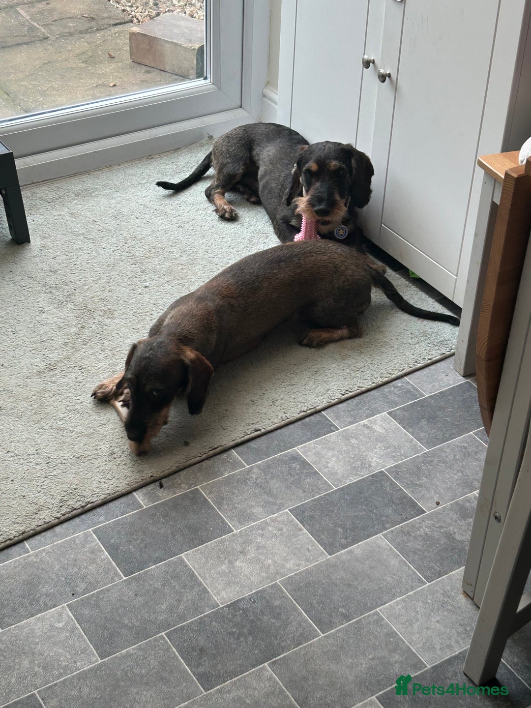 Dachshund dogs for sale: Teckel Dachshund for rehoming - Advert 15