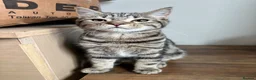 Mixed Breed cats for sale: bonded trio to go together in Huddersfield - Advert 6