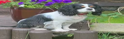Cavalier King Charles Spaniel dogs for sale: KC REG HEREDITARY CLEAR LAST BOY 🐕🐶!!! - Advert 6