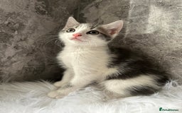 Mixed Breed cats for sale: 2 Adorable kittens  - Image 7