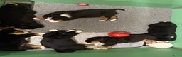 Bernese Mountain Dog dogs for sale: KC Bernese Mountain Dog Puppies - Advert 5