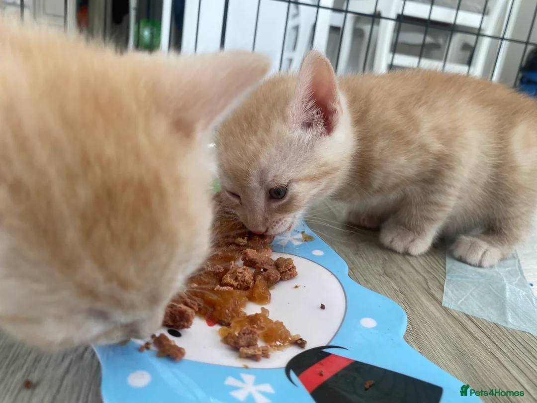 Mixed Breed cats for sale: Mixed breed kittens  - Advert 13