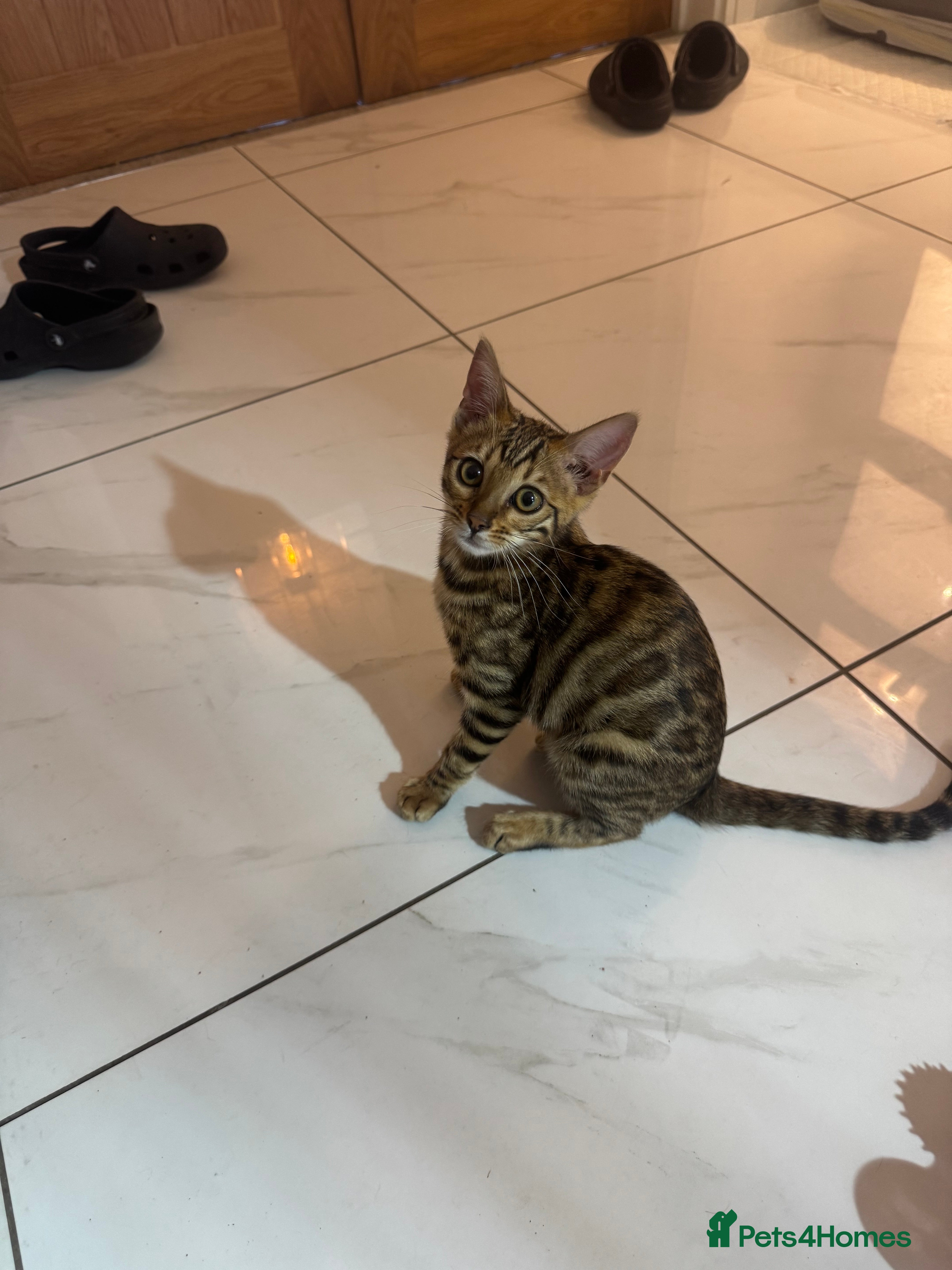 Bengal cats Last 2 stunning pure bred bengals  - Advert 9