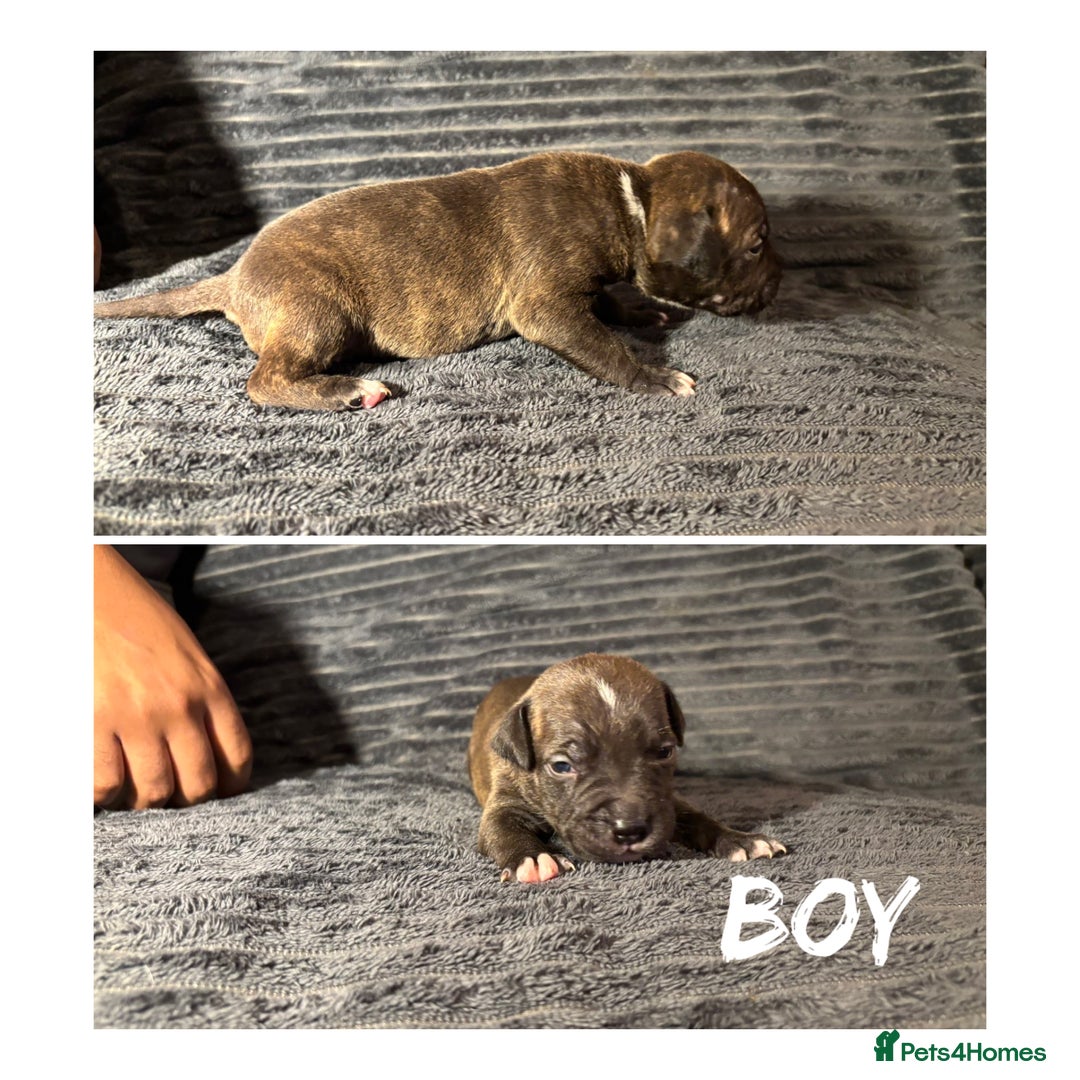 Mixed Breed dogs for sale: Staffordshire bull terrier X - Advert 4