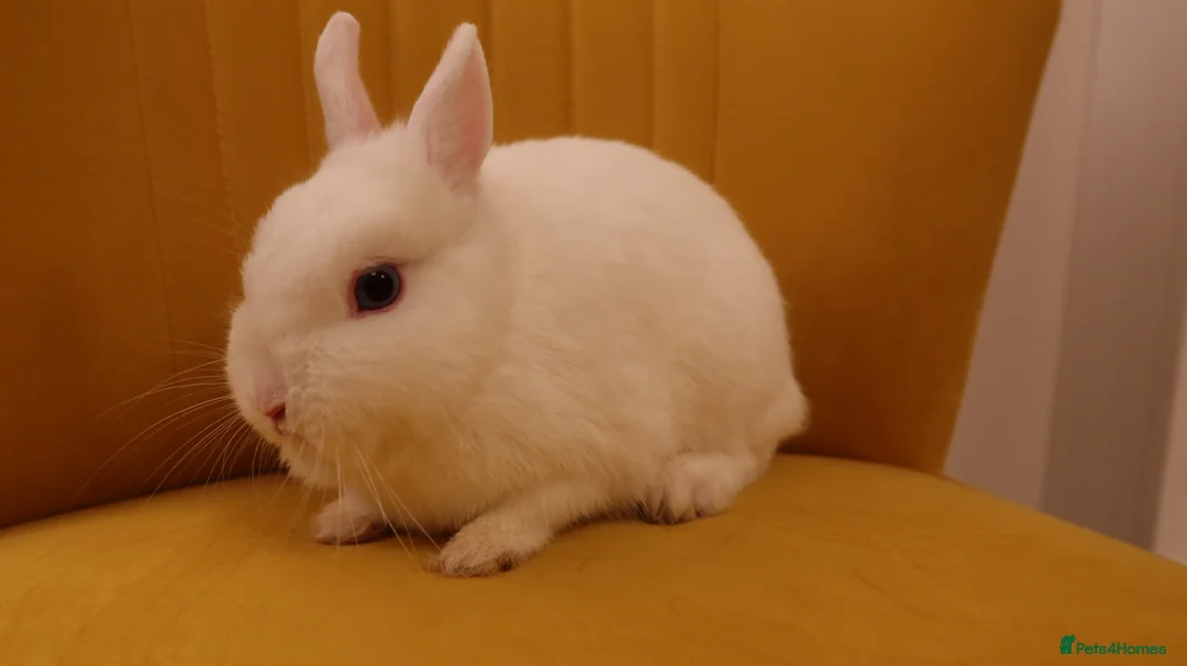 Netherland Dwarf rabbits for sale: BEW Netherland Dwarf Pair - Advert 3