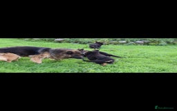 German Shepherd dogs for sale: German Shepherd pups  - Image 3