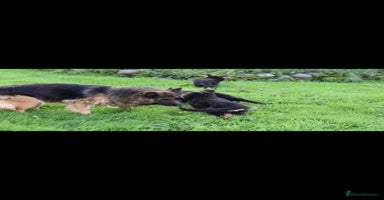 German Shepherd dogs - Advert 10