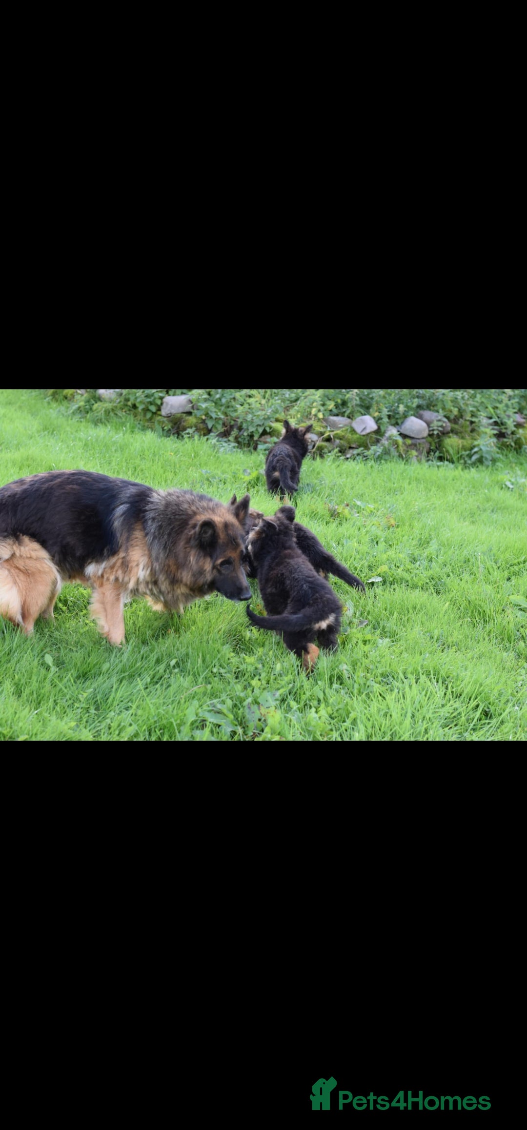 German Shepherd dogs for sale: German Shepherd pups  - Image 3