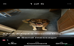 Mixed Breed dogs for adoption: Bell 5 year old Large Female - Image 5