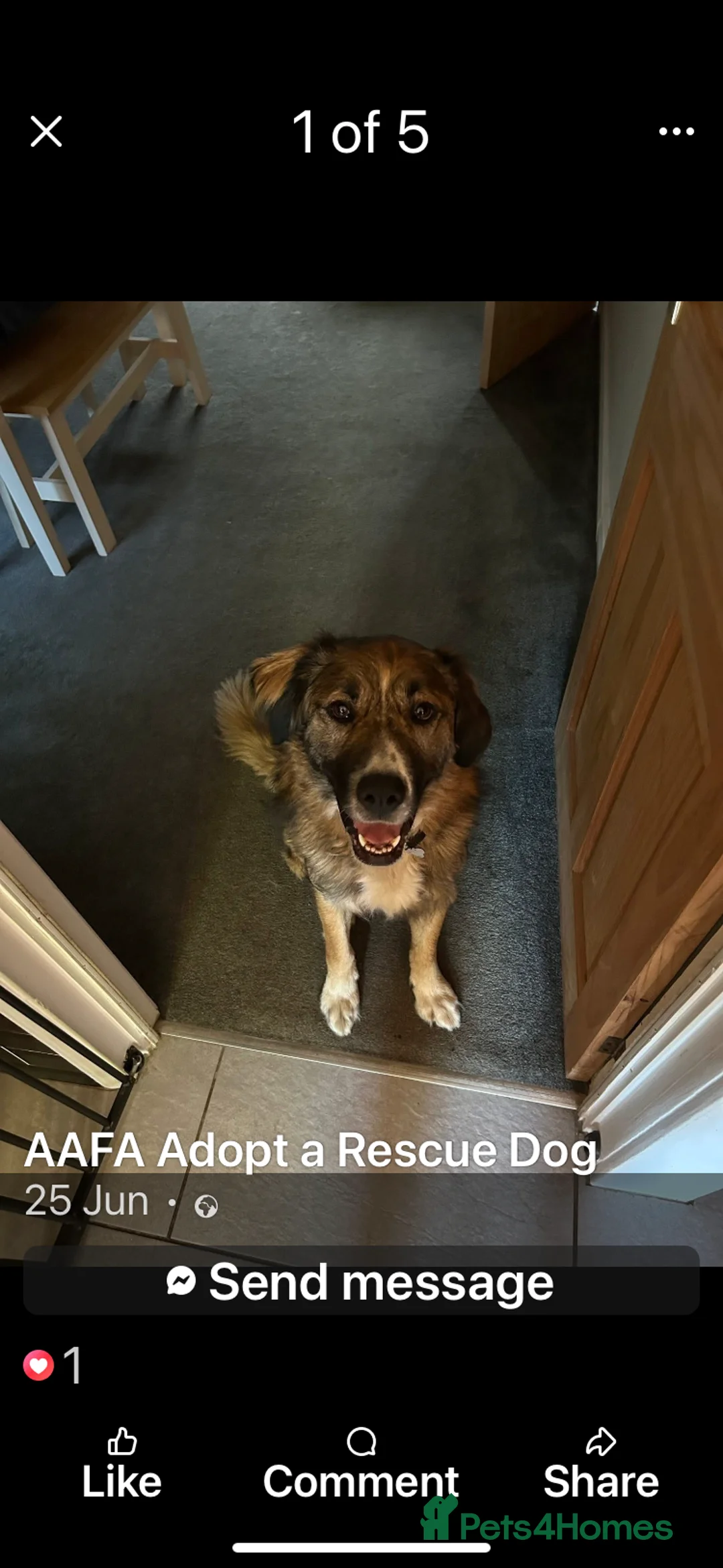 Mixed Breed dogs for adoption: Bell 5 year old Large Female - Advert 5