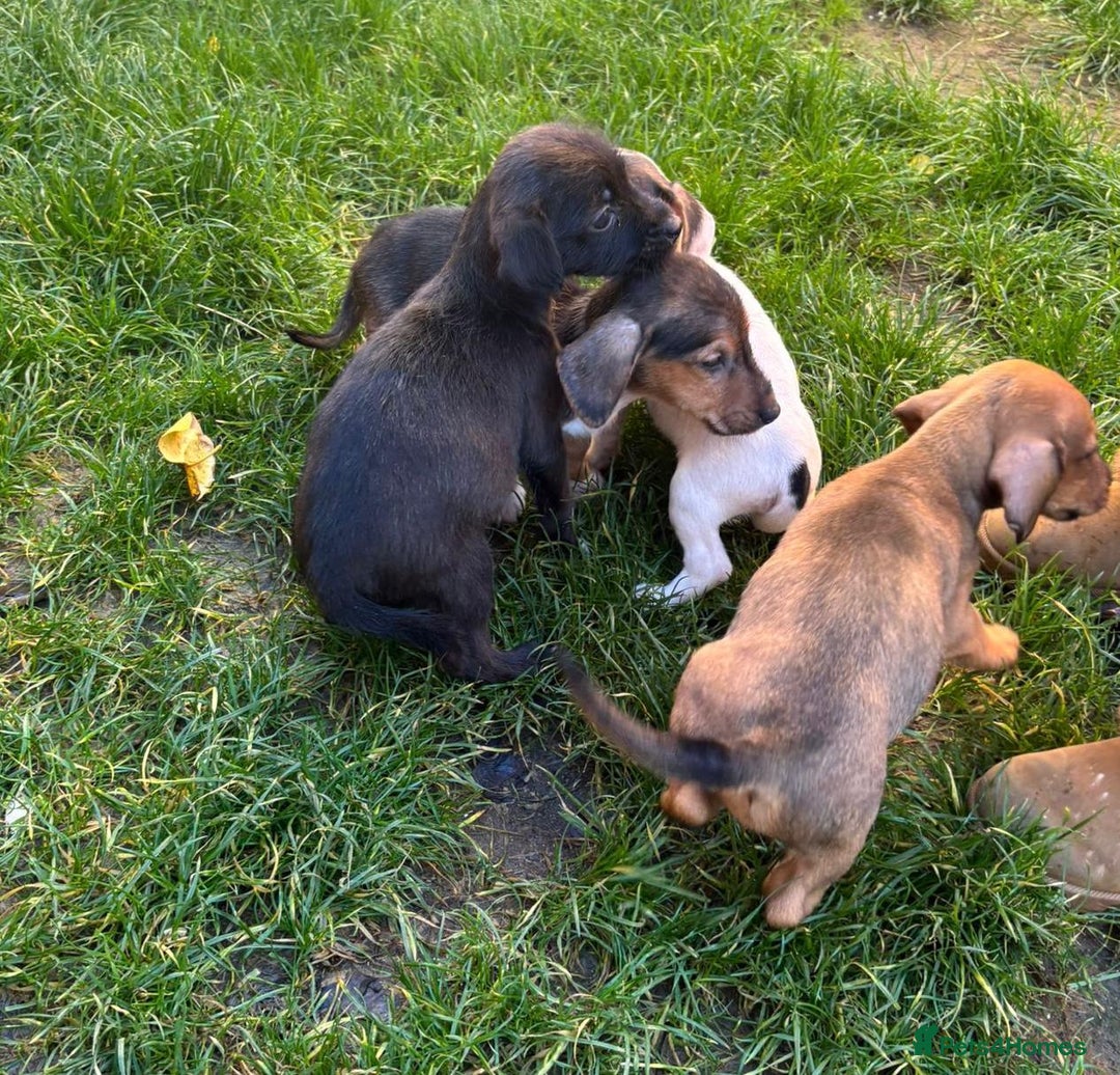 Jack Russell dogs for sale: Jack Russell Puppies - Image 5