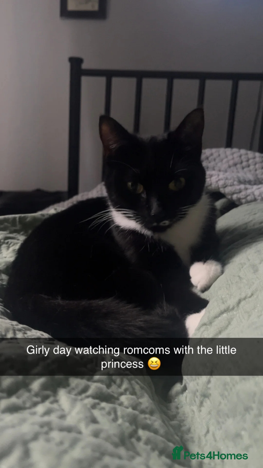 British Shorthair cats for sale: 4 kittens looking for forever homes in Blyth - Advert 17