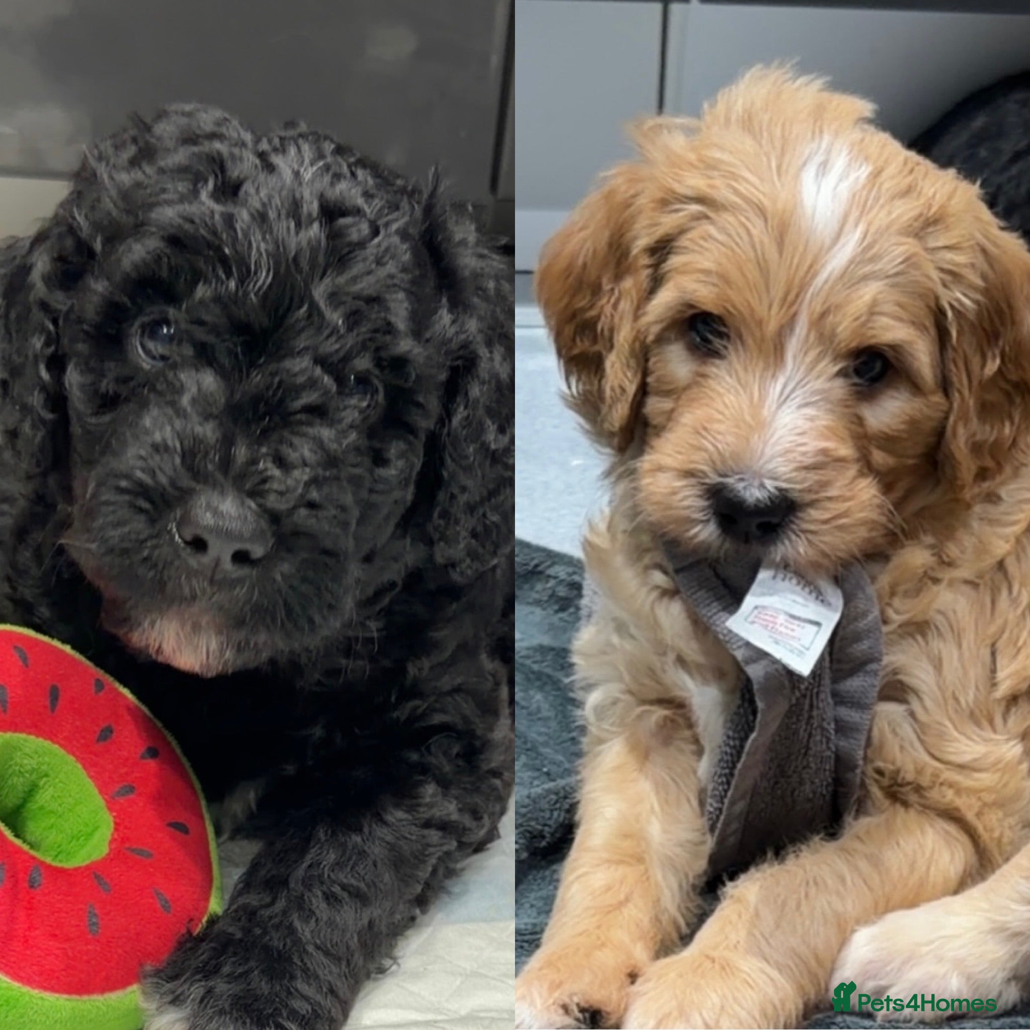 Mixed Breed dogs READY NEXT WEEK!! Stunning Litter of Bernadoodles - Advert 6