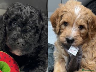 Mixed Breed dogs READY NEXT WEEK!! Stunning Litter of Bernadoodles - Advert 6