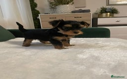 Yorkshire Terrier dogs for sale: Yorkshire Terrier Puppies for sale - Advert 13