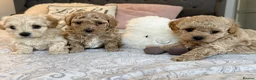 Maltipoo dogs for sale: Beautiful Maltipoo Puppies - Advert 4