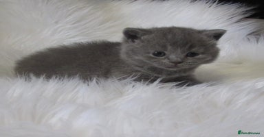 British Shorthair cats - Advert 15