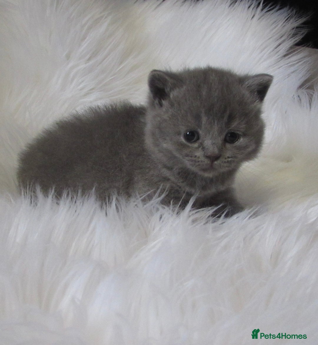 British Shorthair cats for sale: GCCF CHAMPION SIRED BRITISH SHORTHAIR KITTENS - Image 3