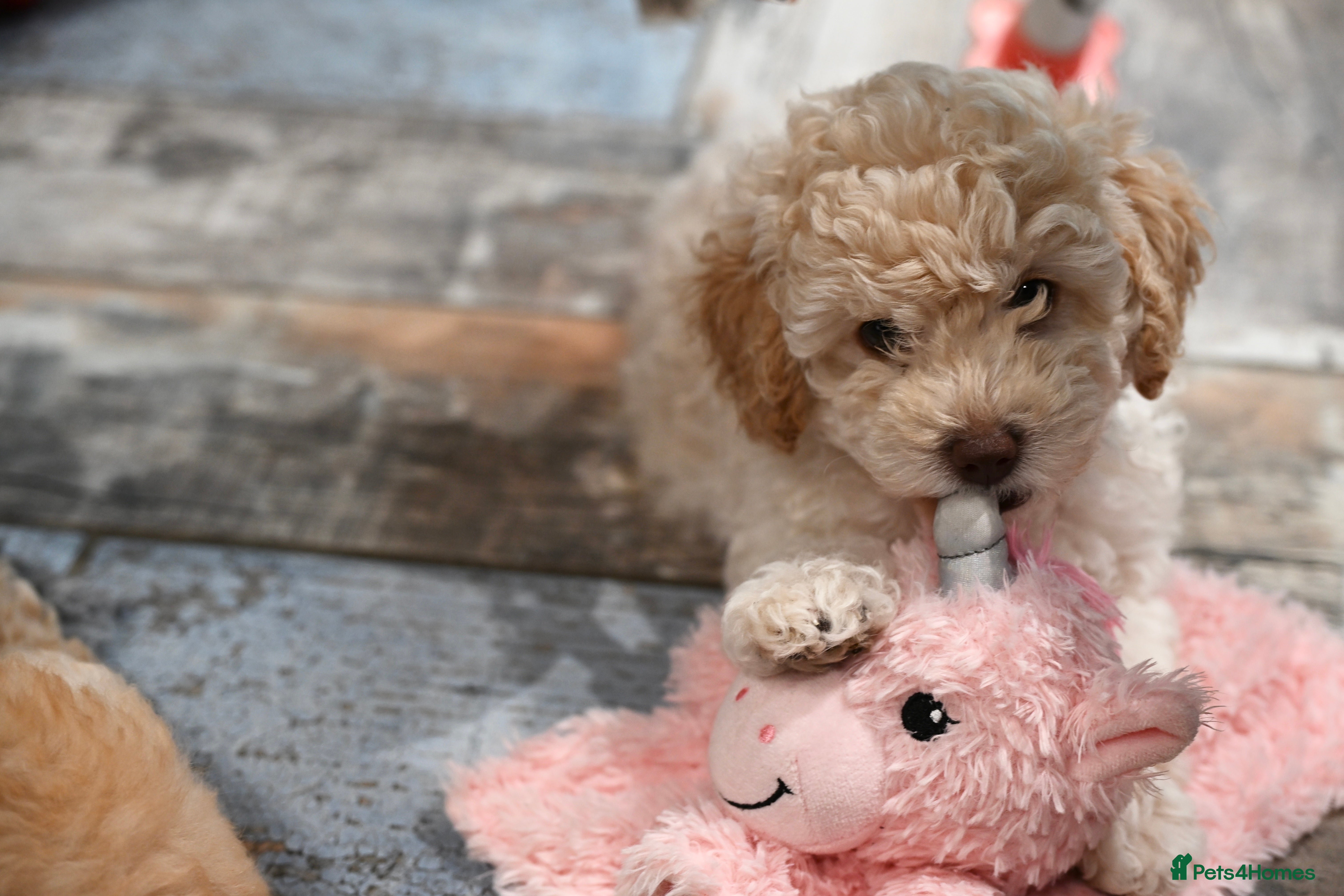 Cavapoo dogs 💙READY NOW💙  male toy cavapoo FHT  - Advert 5