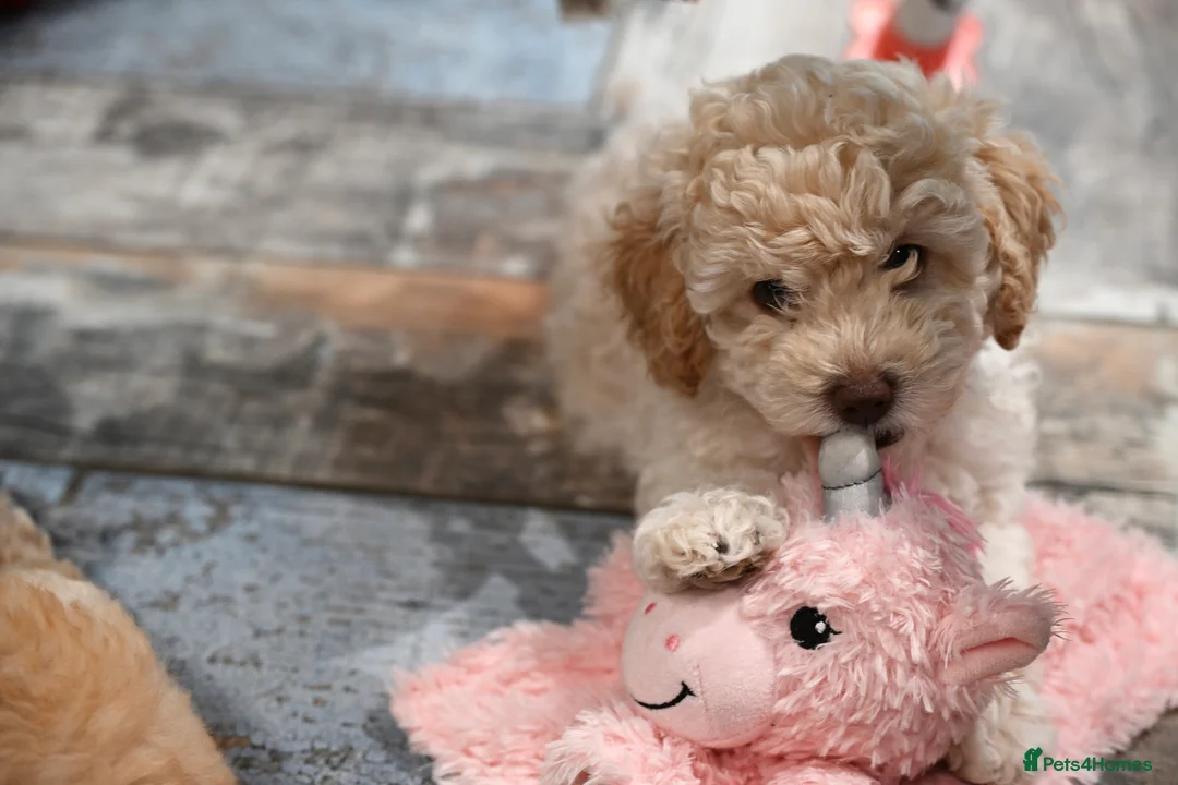 Cavapoo dogs for sale: 💙READY NOW💙  male cavapoo FHT  - Advert 1
