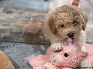 Cavapoo dogs 💙READY NOW💙 male toy cavapoo FHT - Advert 5
