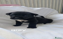 Mixed Breed dogs for sale: Huge American akita x cane corso pups - Advert 21