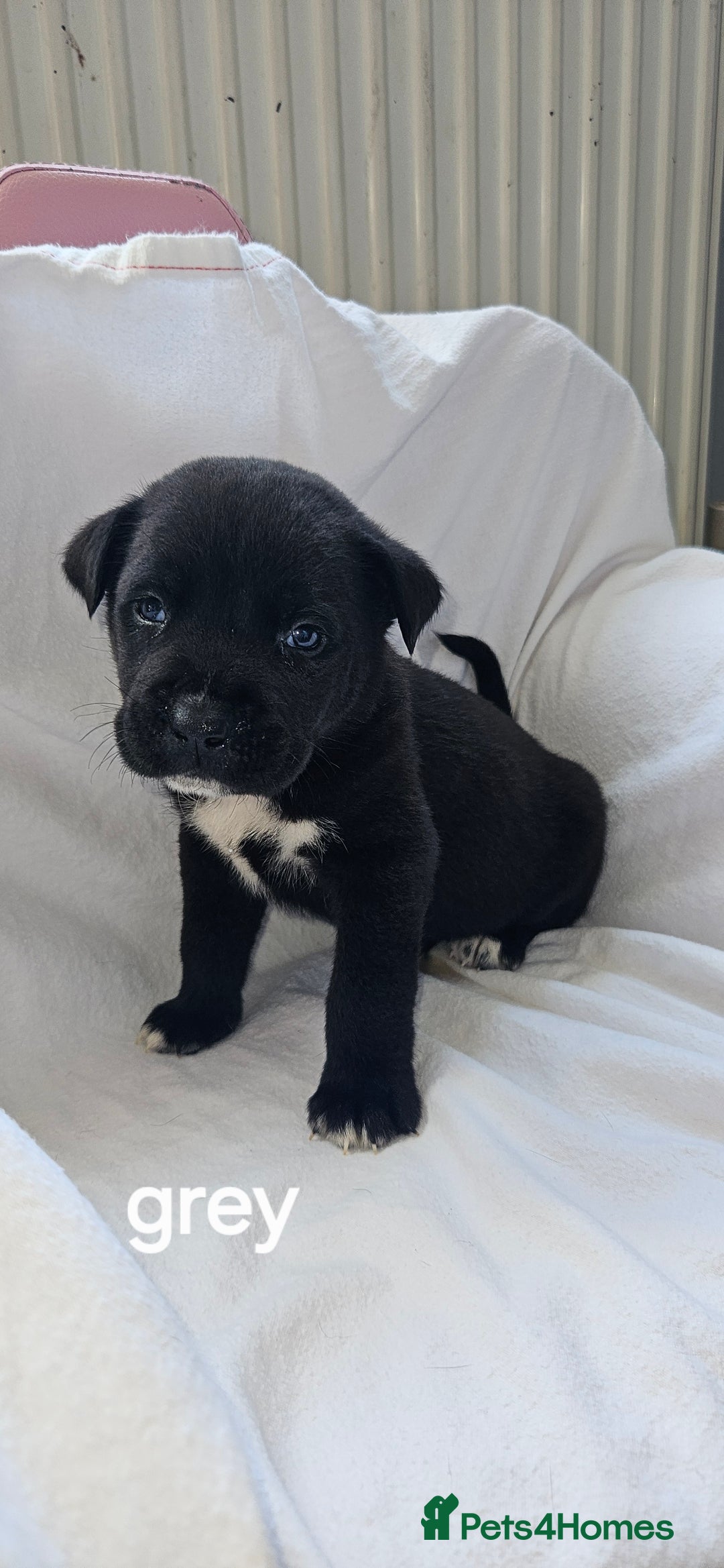Mixed Breed dogs for sale: Huge American akita x cane corso pups - Advert 21