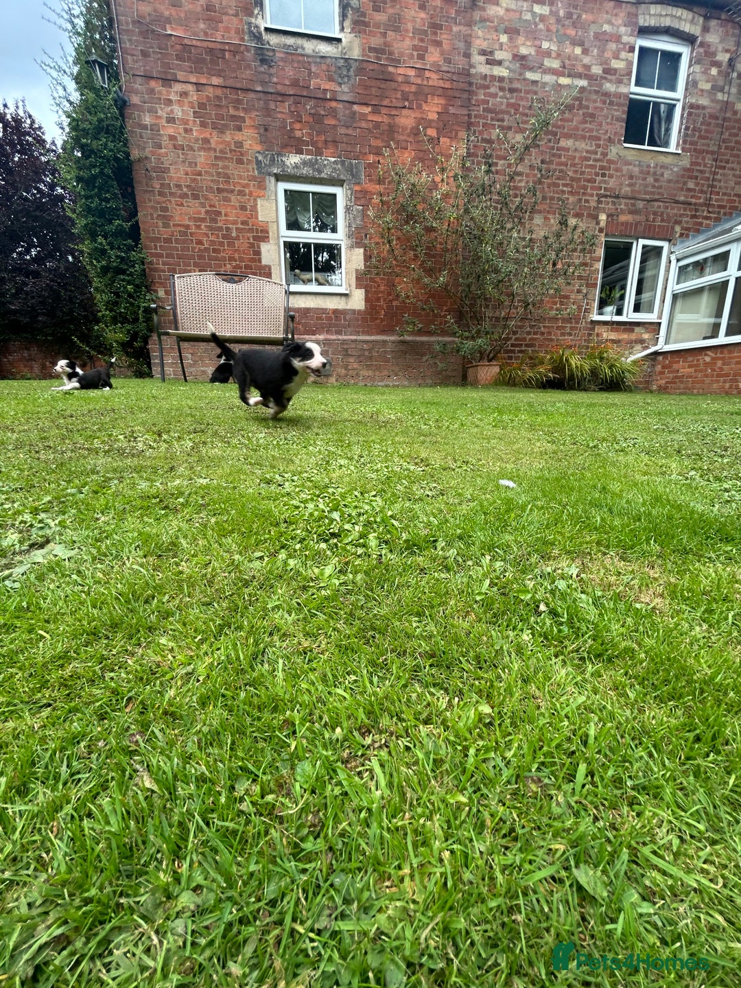 Border Collie dogs for sale: Gorgeous Border Collie Puppies  - Image 28