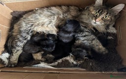 Maine Coon cats for sale: Purr Machines Ready Now - GCCF Reg Maine Coons - Image 27