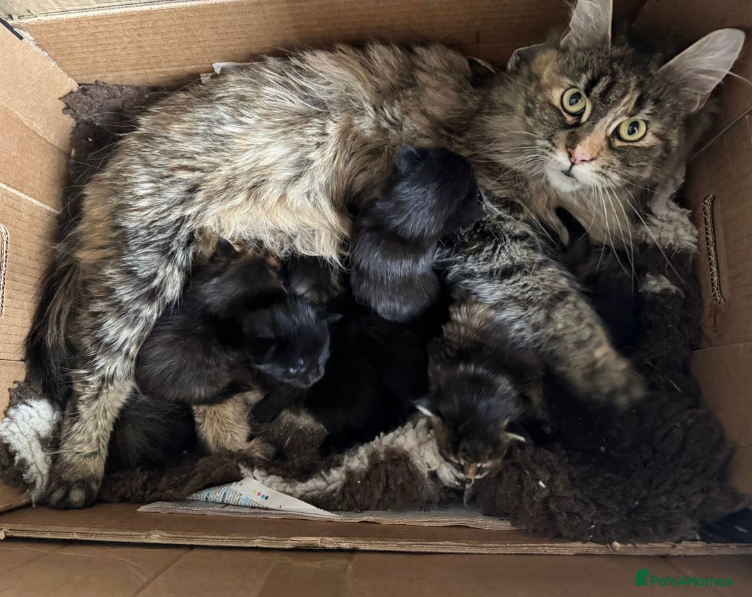 Maine Coon cats for sale: Purr Machines Ready Now - GCCF Reg Maine Coons - Image 27