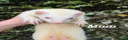Ferret rodents for sale: Ferret kits for sale - Advert 11
