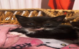 Mixed Breed cats for sale: 4 beautiful kittens ready for new home - Image 4