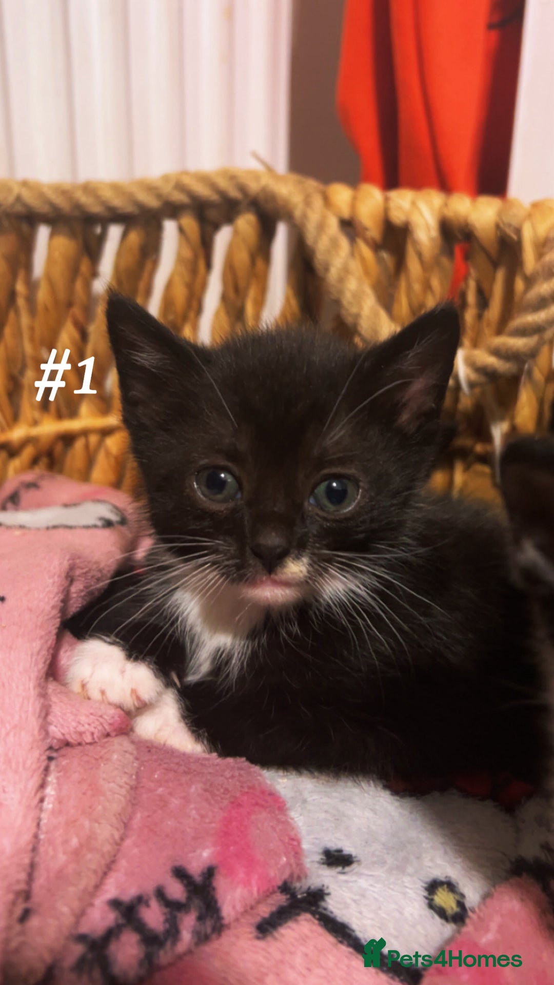 Mixed Breed cats for sale: 4 beautiful kittens ready for new home - Image 4