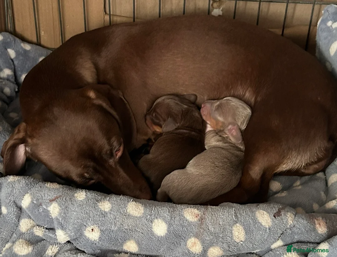 Dachshund dogs for sale: Gorgeous little girl dachshund  in Leighton Buzzard - Advert 4