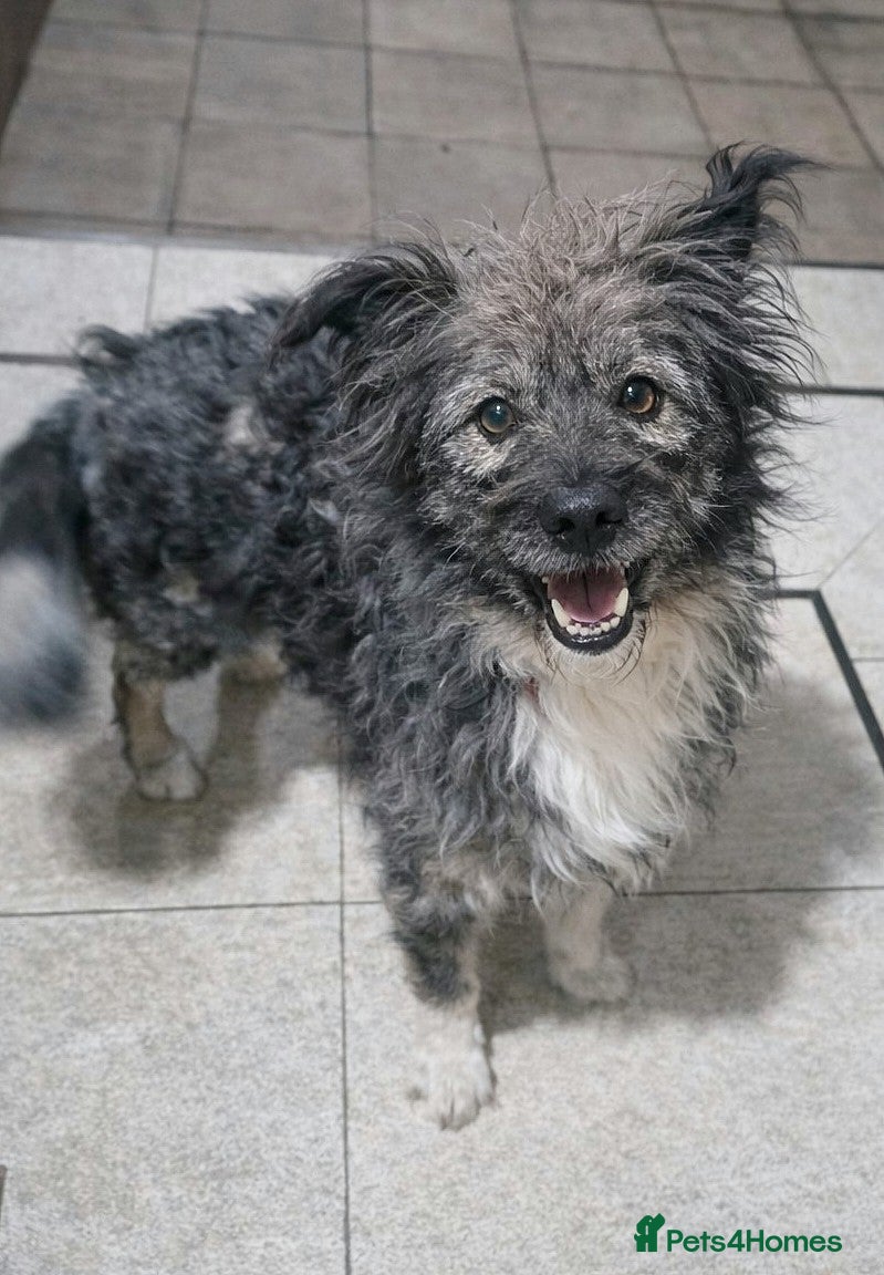 Mixed Breed dogs STORMY – s Superb young boy for a Loving Home - Advert 4