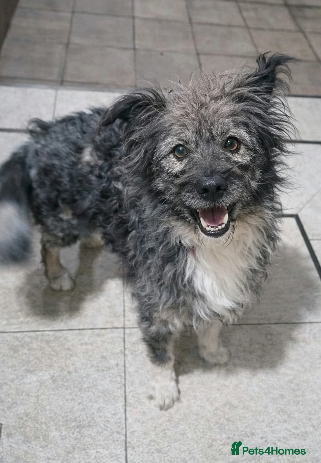 Mixed Breed dogs for sale: STORMY – s Superb young boy for a Loving Home - Advert 1