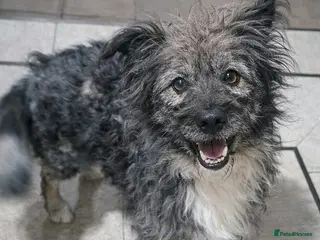 Mixed Breed dogs STORMY – s Superb young boy for a Loving Home - Advert 4