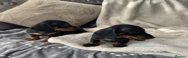 Miniature Dachshund 4
