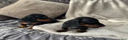 Miniature Dachshund dogs for sale: Miniature Dachshund KC Registered - Advert 8