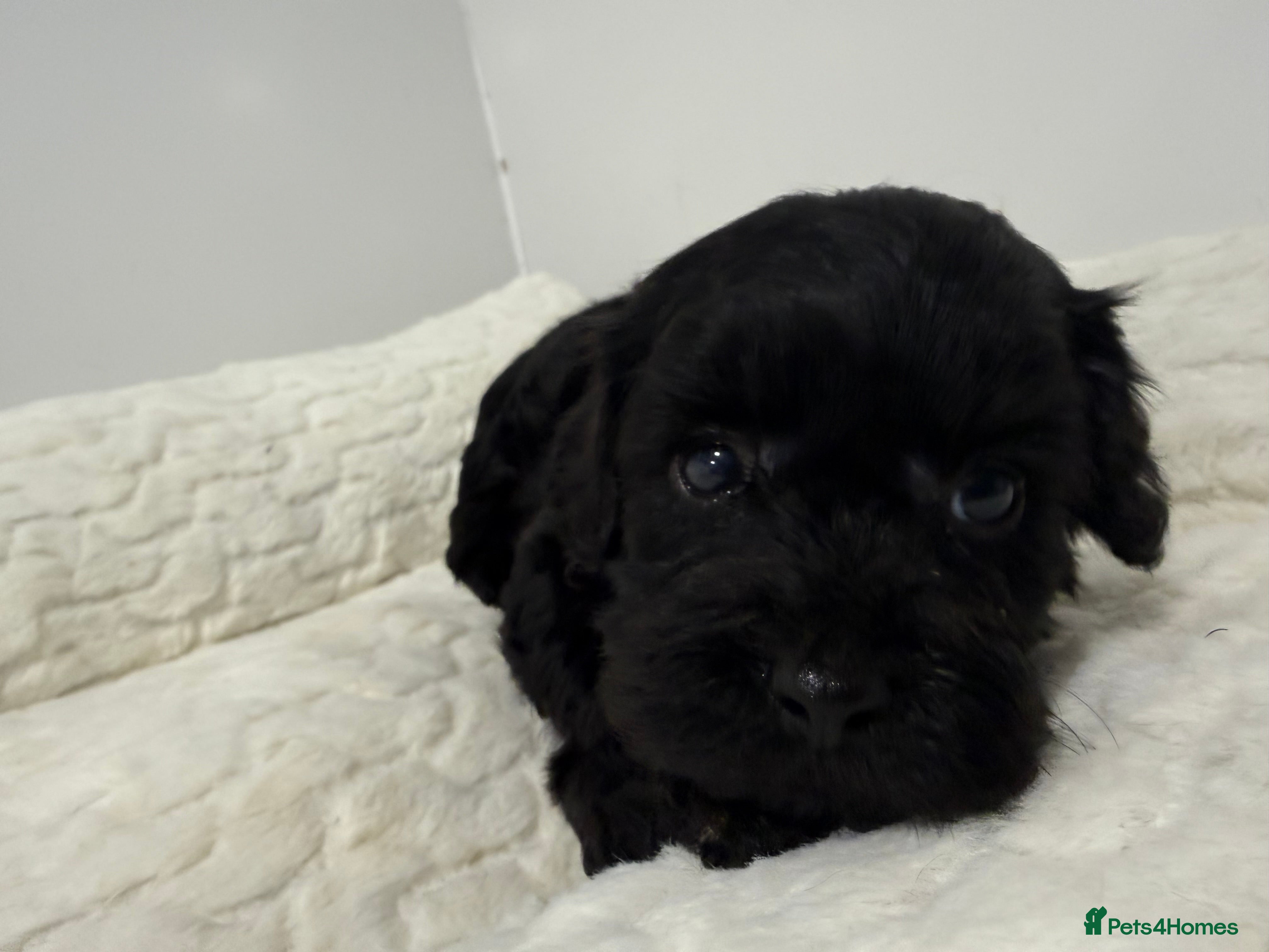 Cavapoo dogs Beautiful f1b. Black beauty’s. Fully DNA clear.  - Advert 5