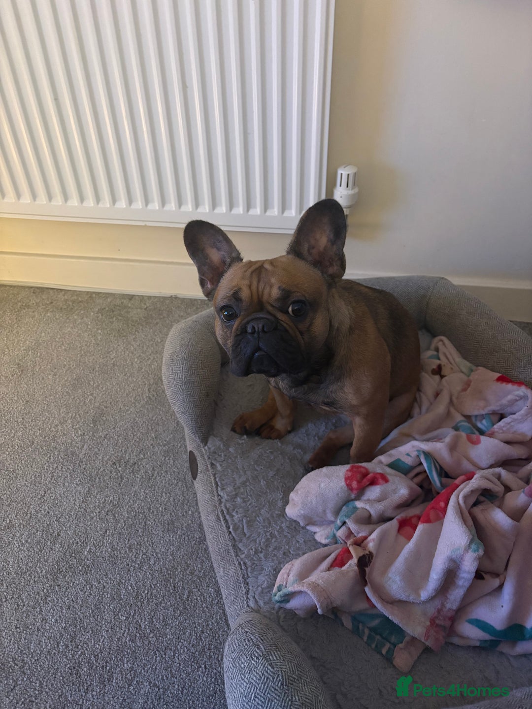 French Bulldog dogs for sale: 2 year old frenchie  - Advert 1