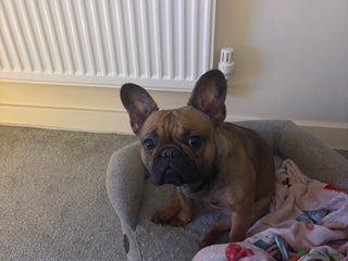 French Bulldog dogs 2 year old frenchie - Advert 12