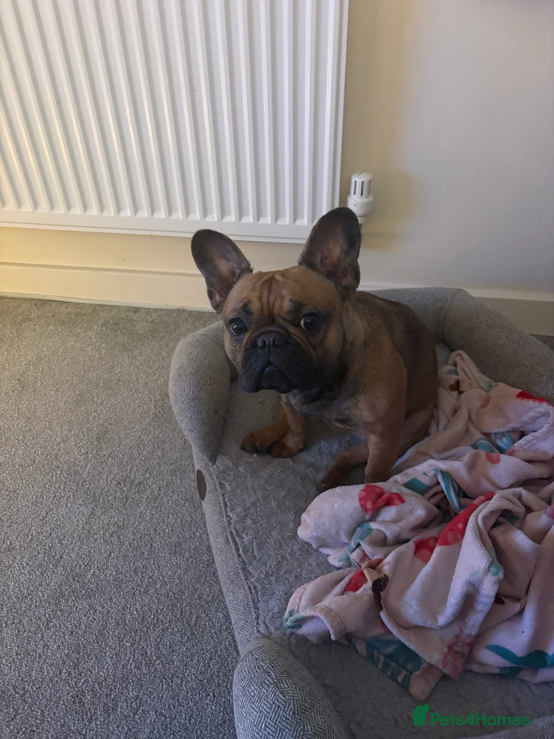 French Bulldog dogs for sale: 2 year old frenchie  - Advert 1