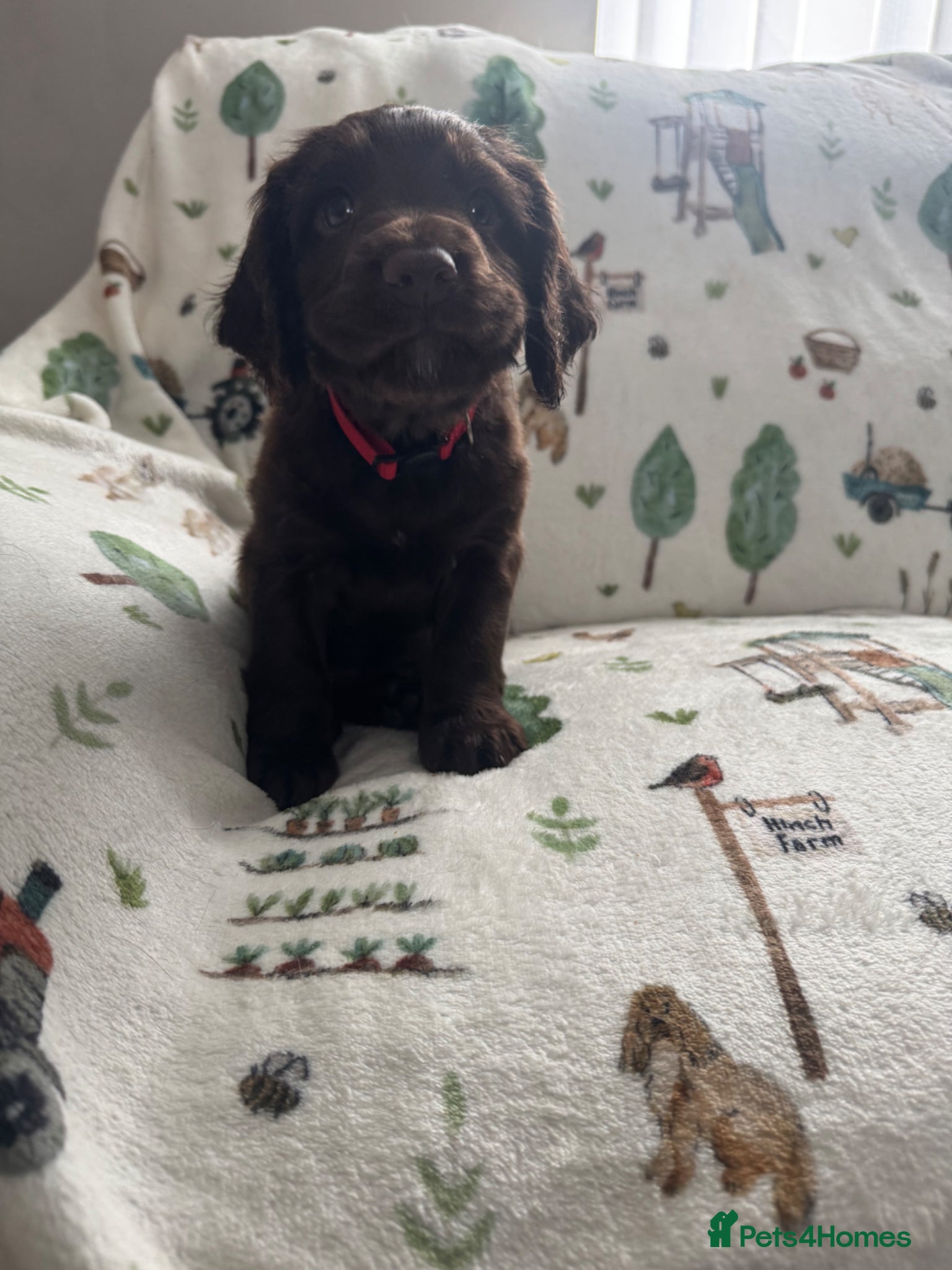 Cocker Spaniel dogs Last Chocolate Boy Ready to leave next weekend  - Advert 1