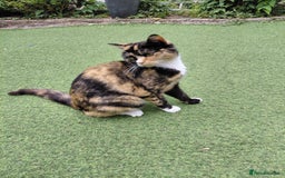 Domestic Shorthair cats for sale: Poppy  - Image 4