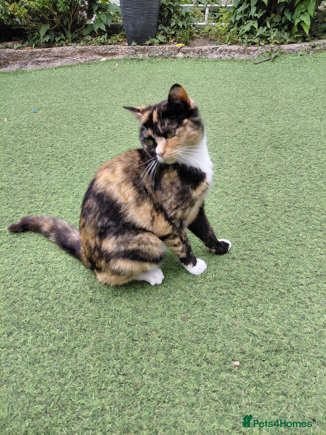 Domestic Shorthair cats for sale: Poppy  - Image 4