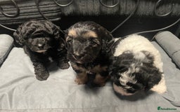 Labradoodle dogs for sale: F1bb miniature labradoodle puppies ready to go - Image 1