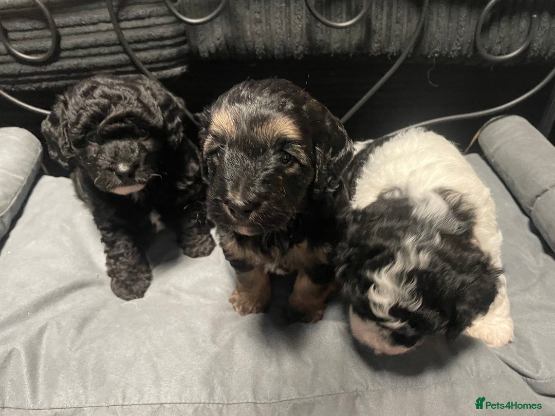 Labradoodle dogs for sale: F1bb miniature labradoodle puppies ready to go - Image 1